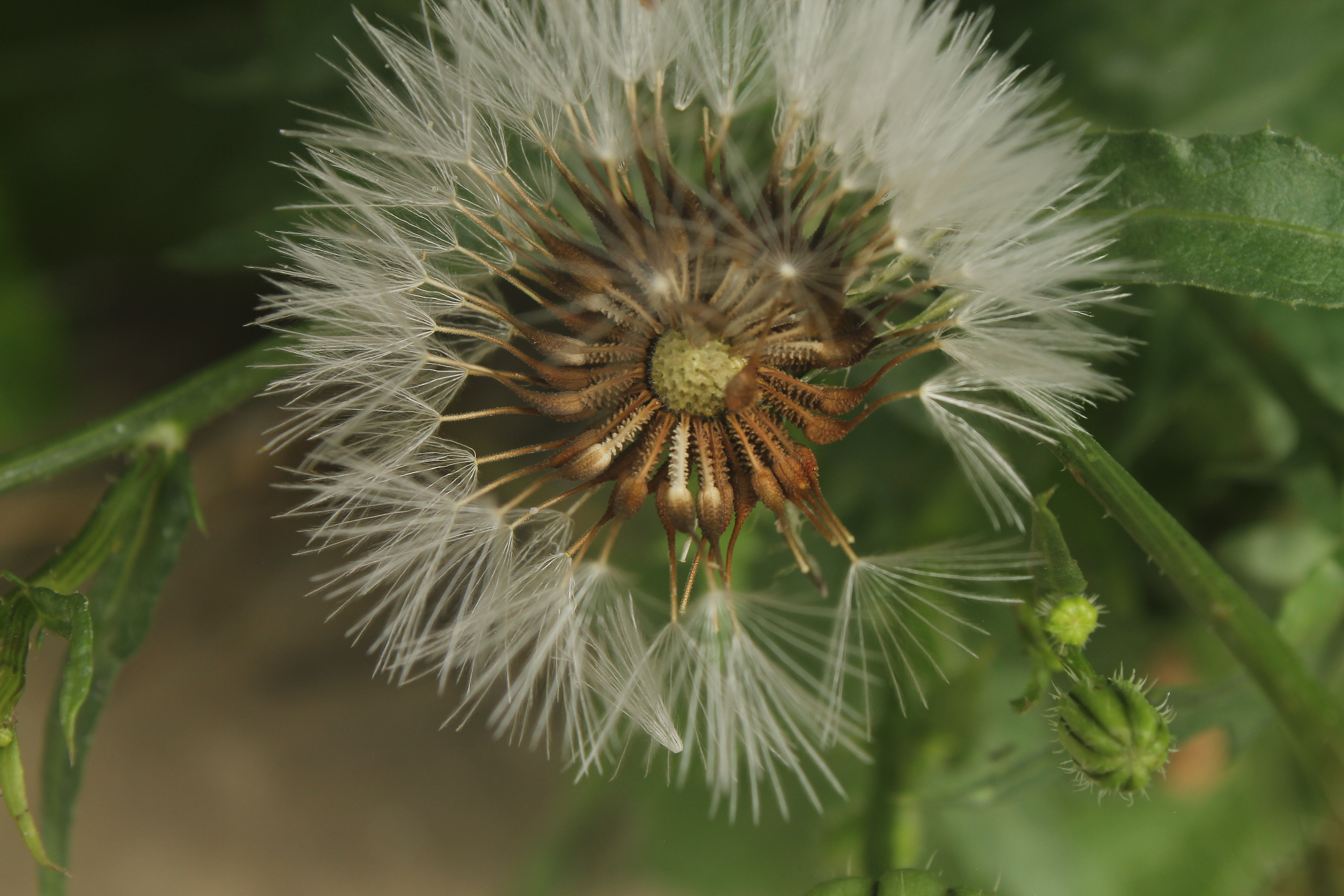 Macro Photography