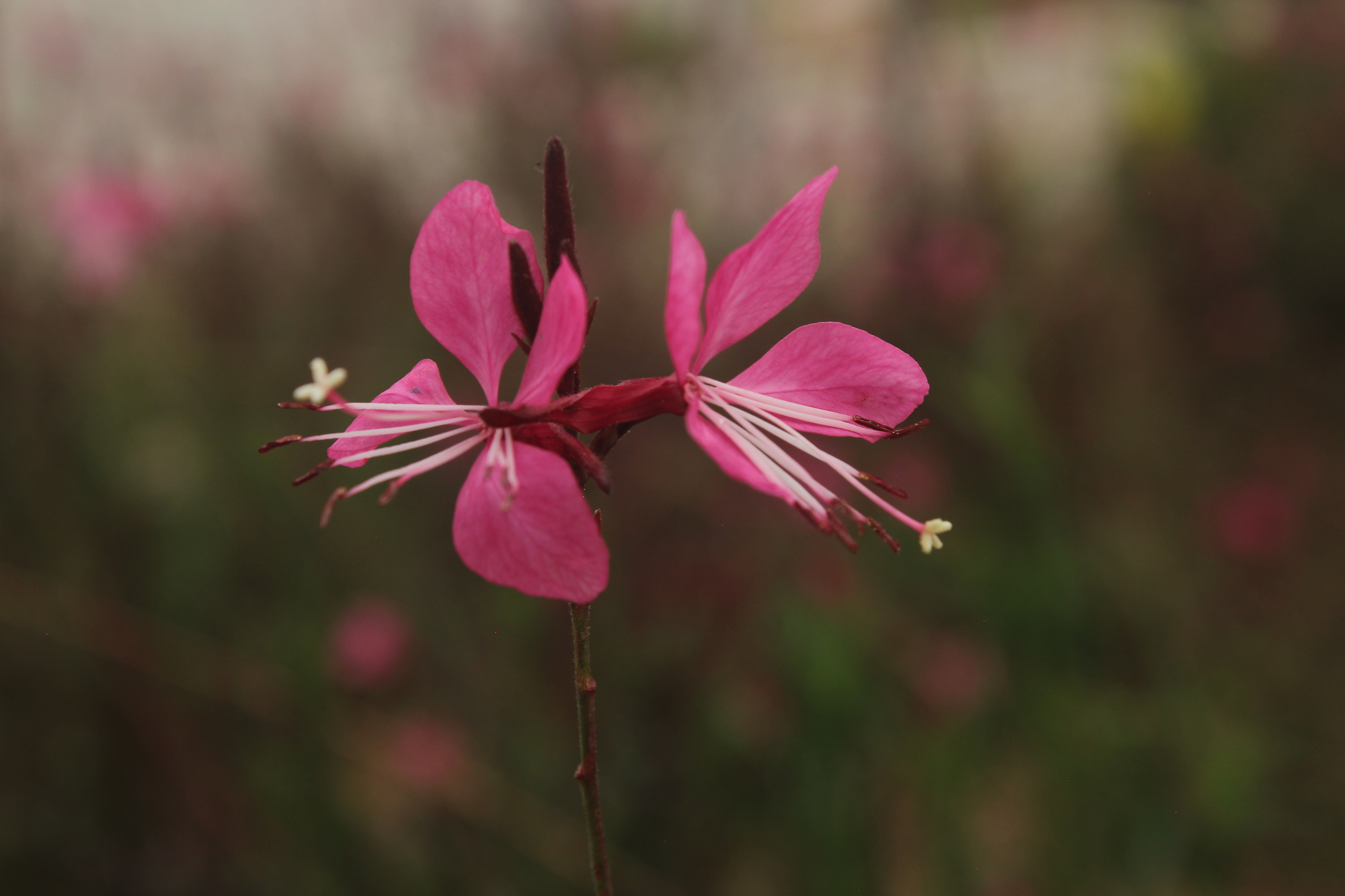 Macro Photography