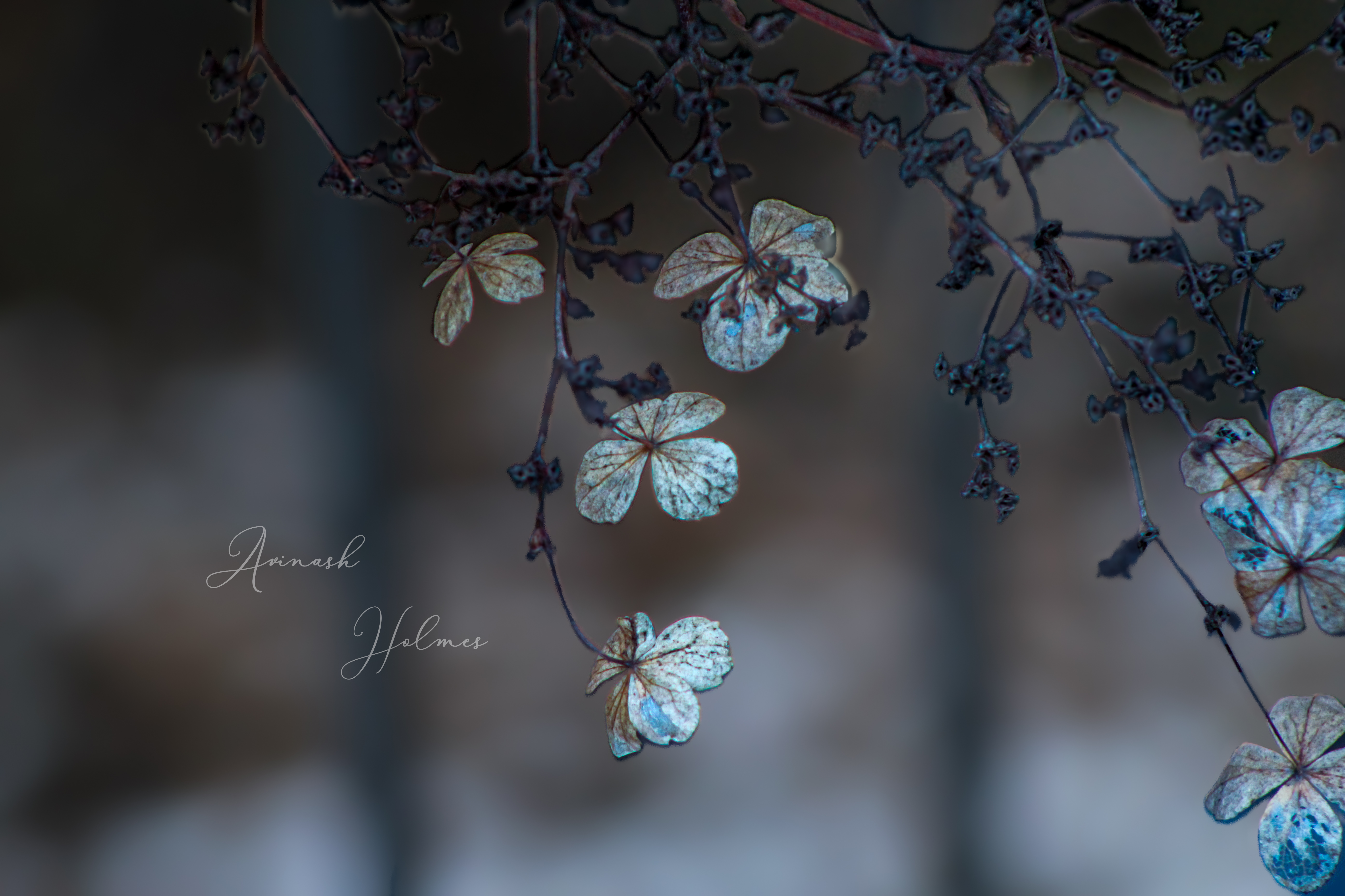 Macro Photography